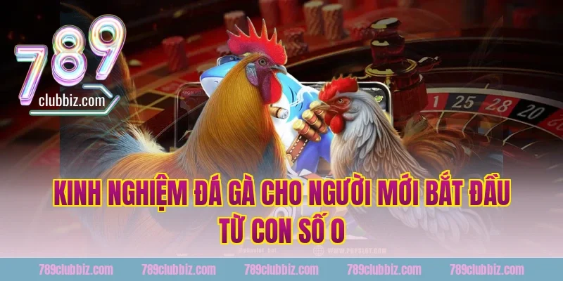 kinh nghiệm đá gà cho người mới bắt đầu từ con số 0